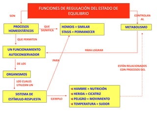 FUNCIONES DE REGULACIÓN DEL ESTADO DE
EQUILIBRIO
PROCESOS
HOMEOSTÁTICOS
SON
QUE
SIGNIFICA
HOMOIS = SIMILAR
STASIS = PERMANECER
QUE PERMITEN
UN FUNCIONAMIENTO
AUTOCONSERVADOR
DE LOS
ORGANISMOS
SISTEMA DE
ESTÍMULO-RESPUESTA
LOS CUALES
UTILIZAN UN
PARA
EJEMPLO
HAMBRE = NUTRICIÓN
HERIDA = CICATRIZ
PELIGRO = MOVIMIENTO
TEMPERATURA = SUDOR
METABOLISMO
CONTROLAN
AL
PARA LOGRAR
ESTÁN RELACIONADOS
CON PROCESOS DEL
 