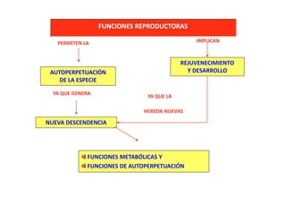 FUNCIONES REPRODUCTORAS
PERMITEN LA
AUTOPERPETUACIÓN
DE LA ESPECIE
NUEVA DESCENDENCIA
YA QUE GENERA
IMPLICAN
REJUVENECIMIENTO
Y DESARROLLO
YA QUE LA
HEREDA NUEVAS
FUNCIONES METABÓLICAS Y
FUNCIONES DE AUTOPERPETUACIÓN
 