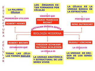 ROBERT HOOKE
E
S
T
R
U
C
T
U
R
A
C
E
L
U
L
A
R
PRIMERO EN UTILIZAR
LA PALABRA
CÉLULA
RENE DUTROCHET
POSTULÓ QUE
LA CÉLULA ES LA
UNIDAD BÁSICA DE
LA ESTRUCTURA
ROBERT BROWN
ESTABLECIO QUÉ
TODAS LAS CÉLU-
LAS TIENEN NÚCLEO
LA UNIDAD DE ORI-
GEN DE LOS SERES
VIVOS
RUDOLF VIRCHOW
LA CÉLULA ES
MARIE FRANCOIS
BICHAT
LOS ÓRGANOS ES-
TAN FORMADOS POR
CÉLULAS
OBSERVÓ QUE
THEODOR SCHWANN
MATHIAS SCHLEIDEN
LA CÉLULA ES
LA UNIDAD ANATÓMICA
Y ESTRUCTURAL DE LOS
SERES VIVOS
BIOLOGÍA MODERNA
 