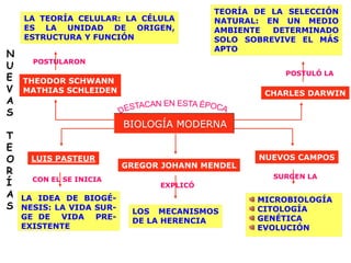 THEODOR SCHWANN
MATHIAS SCHLEIDEN
N
U
E
V
A
S
T
E
O
R
Í
A
S
POSTULARON
LA TEORÍA CELULAR: LA CÉLULA
ES LA UNIDAD DE ORIGEN,
ESTRUCTURA Y FUNCIÓN
CHARLES DARWIN
POSTULÓ LA
TEORÍA DE LA SELECCIÓN
NATURAL: EN UN MEDIO
AMBIENTE DETERMINADO
SOLO SOBREVIVE EL MÁS
APTO
LUIS PASTEUR
CON EL SE INICIA
LA IDEA DE BIOGÉ-
NESIS: LA VIDA SUR-
GE DE VIDA PRE-
EXISTENTE
MICROBIOLOGÍA
CITOLOGÍA
GENÉTICA
EVOLUCIÓN
NUEVOS CAMPOS
SURGEN LA
GREGOR JOHANN MENDEL
EXPLICÓ
LOS MECANISMOS
DE LA HERENCIA
BIOLOGÍA MODERNA
 