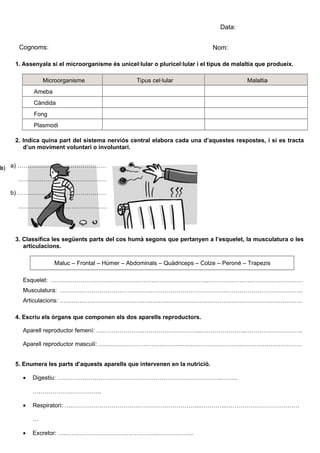 Avaluació                                             Data:


    Cognoms:                                                                Nom:

   1. Assenyala si el microorganisme és unicel·lular o pluricel·lular i el tipus de malaltia que produeix.

             Microorganisme                    Tipus cel·lular                          Malaltia
         Ameba
         Càndida
         Fong
         Plasmodi

   2. Indica quina part del sistema nerviós central elabora cada una d’aquestes respostes, i si es tracta
      d’un moviment voluntari o involuntari.


a) a) ………………………………………
b)
    ………………………………………

  b) ………………………………………

    ………………………………………




   3. Classifica les següents parts del cos humà segons que pertanyen a l’esquelet, la musculatura o les
      articulacions.

                 Maluc – Frontal – Húmer – Abdominals – Quàdriceps – Colze – Peroné – Trapezis

     Esquelet: ……………………………………………………………………..…………………………………………
     Musculatura: ……………………………………………………………………………………………………………
     Articulacions: ……………………………………………………………………………………………………………

   4. Escriu els òrgans que componen els dos aparells reproductors.

     Aparell reproductor femení: ….………………..………………………...…………………..………………………..

     Aparell reproductor masculí: ….………………………………..…………………………..…………………………


   5. Enumera les parts d’aquests aparells que intervenen en la nutrició.

     •   Digestiu: ….……………………………………………………………………..……..

         ……………………………..

     •   Respiratori: ….………………………………………………………..…………..……………………………….

         …

     •   Excretor: ….………………………………………………………..
 