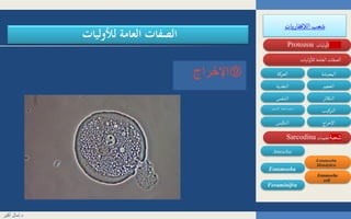 ‫الالفقاريات‬‫شعب‬
‫وليات‬
‫أ‬
‫ال‬‫شعبة‬Protozoa
‫وليات‬
‫أ‬
‫لال‬‫العامة‬ ‫الصفات‬
‫اللحميات‬ ‫فة‬‫طائ‬Sarcodina
‫المعيشة‬‫الحركة‬
‫الحجم‬‫التغذية‬
‫التركيب‬‫السموزي‬ ‫الضغط‬ ‫تنظيم‬
‫التكاثر‬‫التنفس‬
‫اج‬‫ر‬‫اإلخ‬‫التكيس‬
Entamoeba
Amoeba
Foraminifra
Entamoeba
Histolytica
Entamoeba
coli
‫لألوليات‬ ‫العامة‬ ‫الصفات‬
‫اإلخراج‬
‫شعبة‬
‫د‬.‫أكبر‬ ‫آمال‬
 