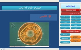 ‫الالفقاريات‬‫شعب‬
‫وليات‬
‫أ‬
‫ال‬‫شعبة‬Protozoa
‫وليات‬
‫أ‬
‫لال‬‫العامة‬ ‫الصفات‬
‫اللحميات‬ ‫فة‬‫طائ‬Sarcodina
‫المعيشة‬‫الحركة‬
‫الحجم‬‫التغذية‬
‫التركيب‬‫السموزي‬ ‫الضغط‬ ‫تنظيم‬
‫التكاثر‬‫التنفس‬
‫اج‬‫ر‬‫اإلخ‬‫التكيس‬
Entamoeba
Amoeba
Foraminifra
Entamoeba
Histolytica
Entamoeba
coli
‫لألوليات‬ ‫العامة‬ ‫الصفات‬
‫التكيس‬ 
‫شعبة‬
‫د‬.‫أكبر‬ ‫آمال‬
 