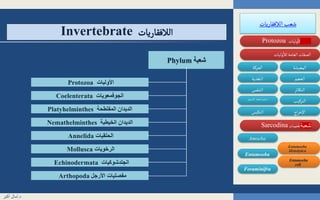 ‫الالفقاريات‬‫شعب‬
‫وليات‬
‫أ‬
‫ال‬‫شعبة‬Protozoa
‫وليات‬
‫أ‬
‫لال‬‫العامة‬ ‫الصفات‬
‫اللحميات‬ ‫فة‬‫طائ‬Sarcodina
‫المعيشة‬‫الحركة‬
‫الحجم‬‫التغذية‬
‫التركيب‬‫السموزي‬ ‫الضغط‬ ‫تنظيم‬
‫التكاثر‬‫التنفس‬
‫اج‬‫ر‬‫اإلخ‬‫التكيس‬
Entamoeba
Amoeba
Foraminifra
Entamoeba
Histolytica
Entamoeba
coli
‫الالفقاريات‬Invertebrate
‫د‬.‫أكبر‬ ‫آمال‬
‫شعبة‬Phylum
‫الجوفمعويات‬Coelenterata
‫األوليات‬Protozoa
‫المفلطحة‬ ‫الديدان‬Platyhelminthes
‫الخيطية‬ ‫الديدان‬Nemathelminthes
‫الحلقيات‬Annelida
‫الرخويات‬Mollusca
‫الجلدشوكيات‬Echinodermata
‫األرجل‬ ‫مفصليات‬Arthopoda
‫شعبة‬
 