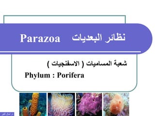 ‫البعديات‬ ‫نظائر‬Parazoa
‫المساميات‬ ‫شعبة‬(‫االسفنجيات‬)
Phylum : Porifera
‫د‬.‫أكبر‬ ‫آمال‬
 