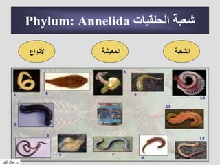 ‫الحلقيات‬ ‫شعبة‬Phylum: Annelida
‫الشعبة‬‫المعيشة‬‫األنواع‬
‫د‬.‫أكبر‬ ‫آمال‬
 