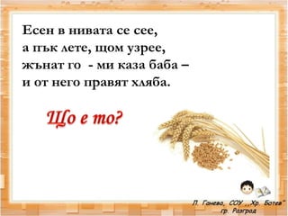 Есен в нивата се сее,
а пък лете, щом узрее,
жънат го - ми каза баба –
и от него правят хляба.
 