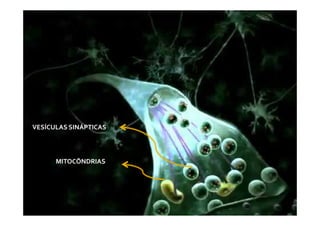 MITOCÔNDRIAS
VESÍCULAS SINÁPTICAS
 