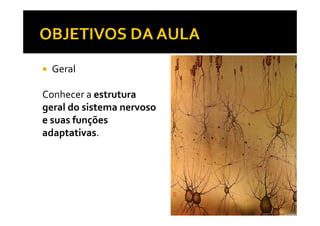Geral
Conhecer a estrutura
geral do sistema nervosogeral do sistema nervoso
e suas funções
adaptativas.
 