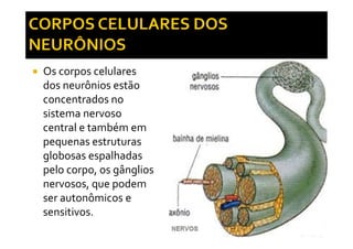 Os corpos celulares
dos neurônios estão
concentrados no
sistema nervoso
central e também emcentral e também em
pequenas estruturas
globosas espalhadas
pelo corpo, os gânglios
nervosos, que podem
ser autonômicos e
sensitivos.
 