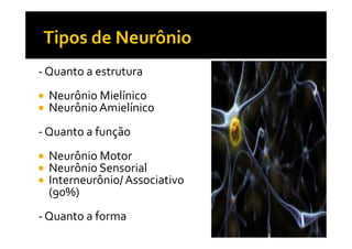 - Quanto a estrutura
Neurônio Mielínico
Neurônio Amielínico
- Quanto a função- Quanto a função
Neurônio Motor
Neurônio Sensorial
Interneurônio/ Associativo
(90%)
- Quanto a forma
 