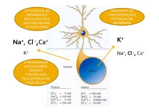 K+
Na+, Cl -, Ca+
Na+, Cl -,Ca+
K+
GRADIENTE DE
CONCENTRAÇÃO E
POTENCIAL DE
MEMBRANA
O POTENCIAL DE
MEMBRANA É
REGULADO PELA
DIFUSÃO PASSIVA
DE ÍONS SÓDIO
Na , Cl , Ca
A PROXIMIDADE
DO EQUILÍBRIO
IÔNICO É
CONTROLADA
PELA ENTRADA DE
Cl NA CÉLULA
 