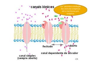 Ca++ permite a condução
das vesículas sinápticas
até a membrana pré-
sináptica.
 