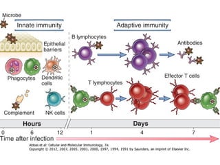 Cell mediated Immunity | PPS | Allergies | Diseases and Conditions