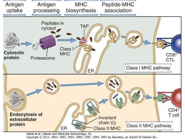 cell mediated immunity cell mediated immunity