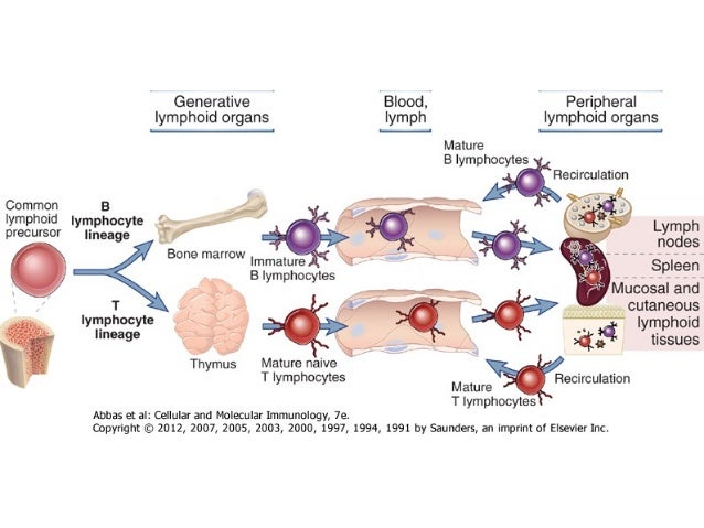 cell mediated immunity cell mediated immunity