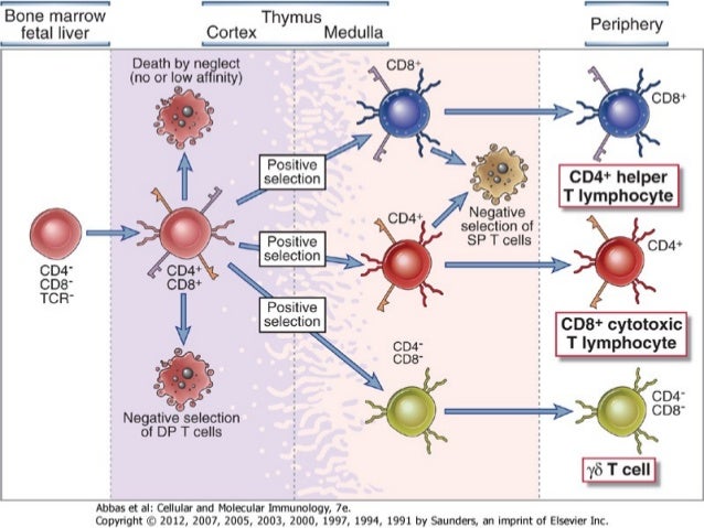 cell mediated immunity cell mediated immunity