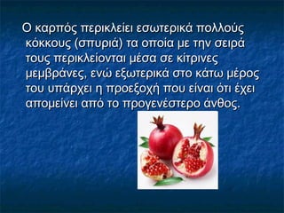 Ο καρπός περικλείει εσωτερικά πολλούςΟ καρπός περικλείει εσωτερικά πολλούς
κόκκους (σπυριά) τα οποία με την σειράκόκκους (σπυριά) τα οποία με την σειρά
τους περικλείονται μέσα σε κίτρινεςτους περικλείονται μέσα σε κίτρινες
μεμβράνες, ενώ εξωτερικά στο κάτω μέροςμεμβράνες, ενώ εξωτερικά στο κάτω μέρος
του υπάρχει η προεξοχή που είναι ότι έχειτου υπάρχει η προεξοχή που είναι ότι έχει
απομείνει από το προγενέστερο άνθος.απομείνει από το προγενέστερο άνθος.
 