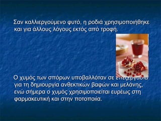 Σαν καλλιεργούμενο φυτό, η ροδιά χρησιμοποιήθηκεΣαν καλλιεργούμενο φυτό, η ροδιά χρησιμοποιήθηκε
και για άλλους λόγους εκτός από τροφή.και για άλλους λόγους εκτός από τροφή.
Ο χυμός των σπόρων υποβαλλόταν σε επεξεργασίαΟ χυμός των σπόρων υποβαλλόταν σε επεξεργασία
για τη δημιουργία ανθεκτικών βαφών και μελάνης,για τη δημιουργία ανθεκτικών βαφών και μελάνης,
ενώ σήμερα ο χυμός χρησιμοποιείται ευρέως στηενώ σήμερα ο χυμός χρησιμοποιείται ευρέως στη
φαρμακευτική και στην ποτοποιία.φαρμακευτική και στην ποτοποιία.
 