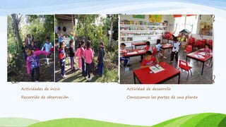 Actividades de inicio
Recorrido de observación
Actividad de desarrollo
Conozcamos las partes de una planta
 