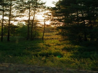 поет іскросвітний 