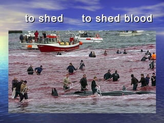 to shed to shed bloodto shed to shed blood
 