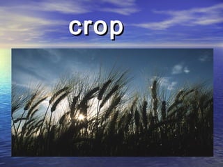 cropcrop
 