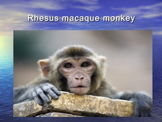 Rhesus macaqueRhesus macaque monkeymonkey
 