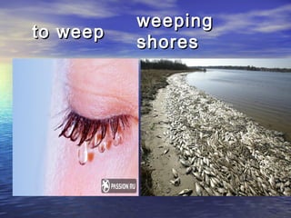 to weepto weep
weepingweeping
shoresshores
 