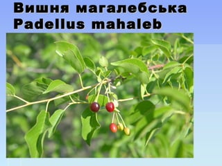 Вишня магалебськаВишня магалебська
Padellus mahalebPadellus mahaleb
 