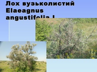 Лох вузьколистийЛох вузьколистий
ElaeagnusElaeagnus
angustifolia Langustifolia L
 