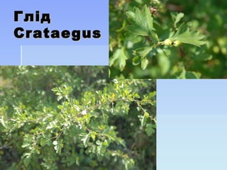 ГлідГлід
CrataegusCrataegus
 