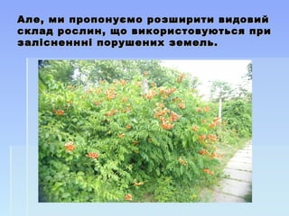 Але, ми пропонуємо розширити видовийАле, ми пропонуємо розширити видовий
склад рослин, що використовуються присклад рослин, що використовуються при
залісненнні порушених земель.залісненнні порушених земель.
 