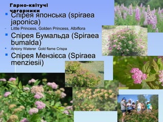 Гарно-квітучіГарно-квітучі
чагарникичагарники
 Спірея японська (Спірея японська (spiraeaspiraea
japonicajaponica))
- Little PrincessLittle Princess,, Golden PrincessGolden Princess,, AlbifloraAlbiflora
 Спірея Бумальда (Спірея Бумальда (SpiraeaSpiraea
bumaldabumalda))
 Antony Waterer Gold flame CrispaAntony Waterer Gold flame Crispa
 Спірея Мензієса (Спірея Мензієса (SpiraeaSpiraea
menziesiimenziesii))
 