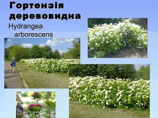 ГортензГортензіяія
деревовиднадеревовидна
HydrangeaHydrangea
arborescensarborescens
 