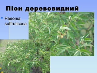 Піон деревовиднийПіон деревовидний
 PaeoniaPaeonia
suffruticosasuffruticosa
 