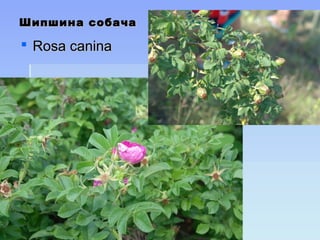 Шипшина собачаШипшина собача
 Rosa caninaRosa canina
 