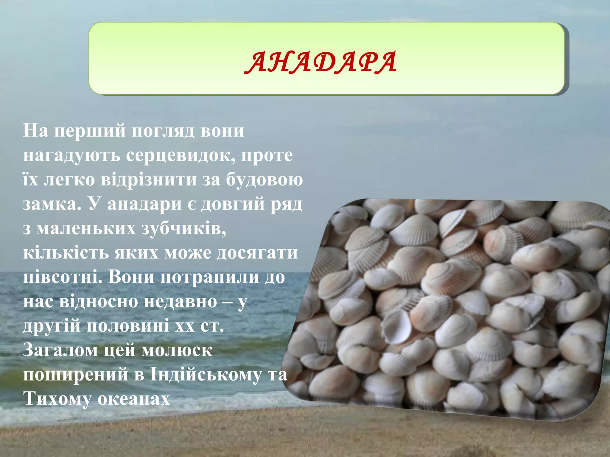 АНАДАРААНАДАРА
На перший погляд вони
нагадують серцевидок, проте
їх легко відрізнити за будовою
замка. У анадари є довгий ряд
з маленьких зубчиків,
кількість яких може досягати
півсотні. Вони потрапили до
нас відносно недавно – у
другій половині xx ст.
Загалом цей молюск
поширений в Індійському та
Тихому океанах
 