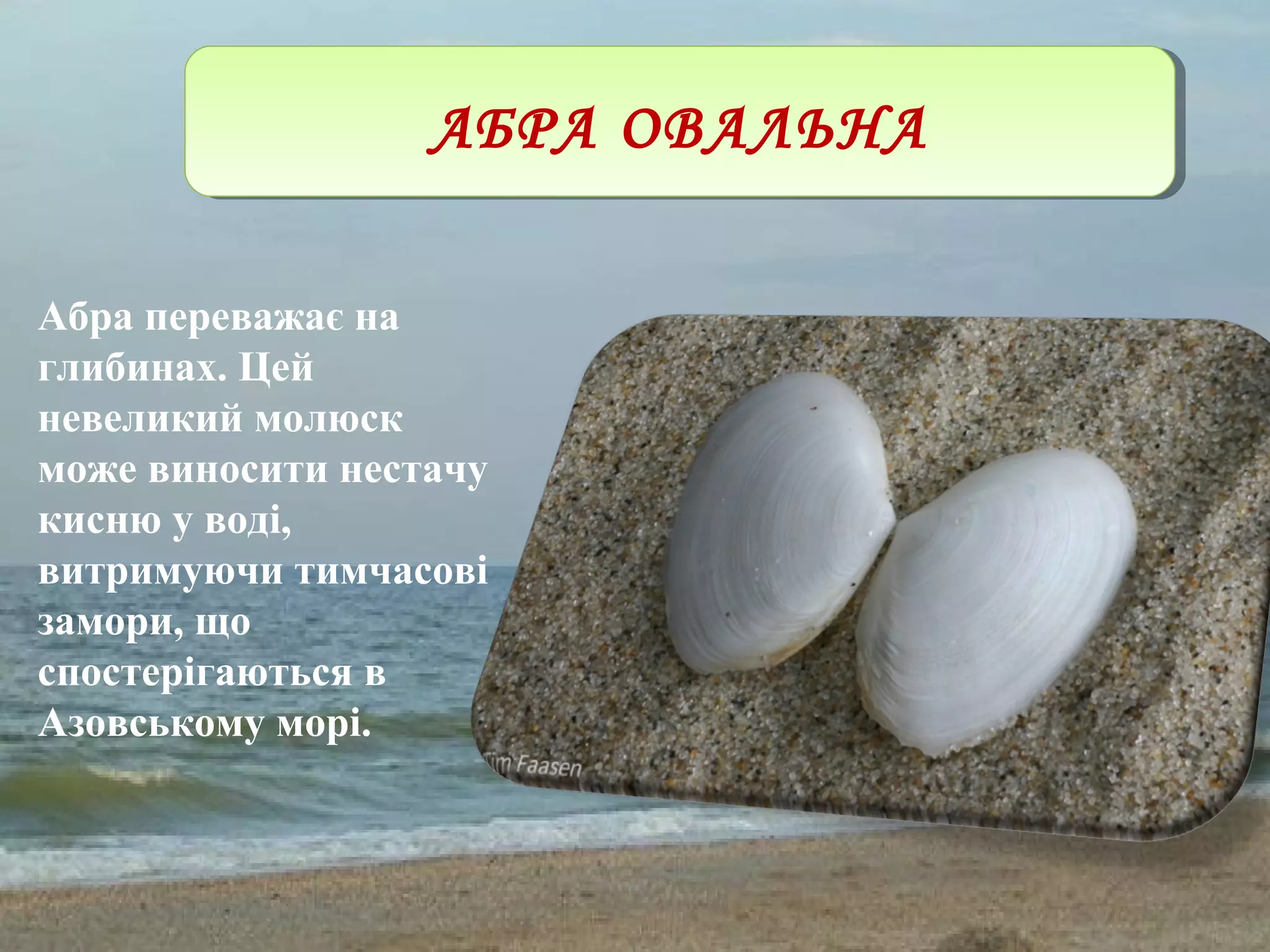 АБРА ОВАЛЬНААБРА ОВАЛЬНА
Абра переважає на
глибинах. Цей
невеликий молюск
може виносити нестачу
кисню у воді,
витримуючи тимчасові
замори, що
спостерігаються в
Азовському морі.
 