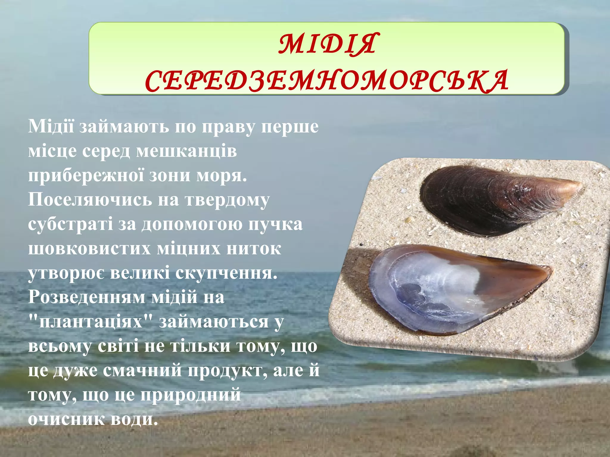 МІДІЯ
СЕРЕДЗЕМНОМОРСЬКА
МІДІЯ
СЕРЕДЗЕМНОМОРСЬКА
Мідії займають по праву перше
місце серед мешканців
прибережної зони моря.
Поселяючись на твердому
субстраті за допомогою пучка
шовковистих міцних ниток
утворює великі скупчення.
Розведенням мідій на
"плантаціях" займаються у
всьому світі не тільки тому, що
це дуже смачний продукт, але й
тому, що це природний
очисник води.
 