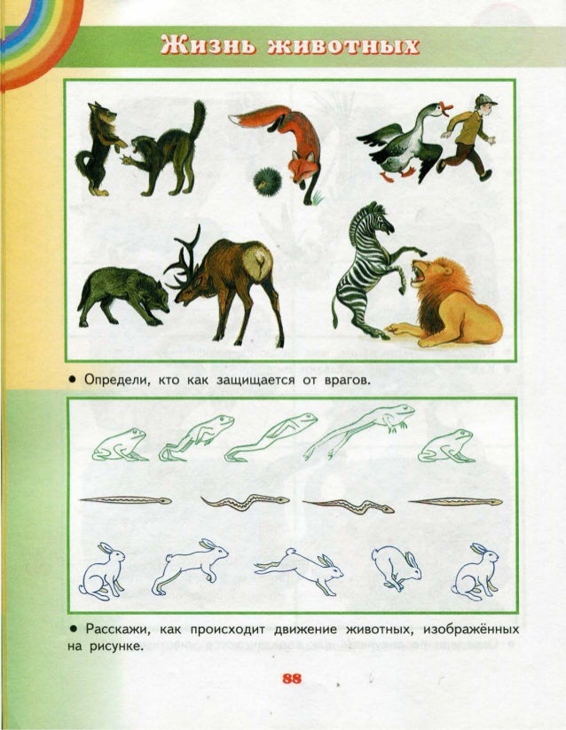 Животные схема 1 класс. Окружающий мир 1 класс изучение животных. Картинки для окружающего мира 1 класс. Жизни животных окружающий мир первый класс. Жизнь животных 1 класс окружающий мир.
