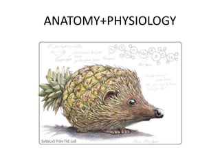 ANATOMY+PHYSIOLOGY
 