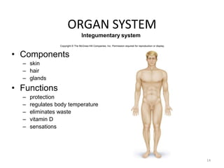 ORGAN SYSTEM
14
Integumentary system
Copyright © The McGraw-Hill Companies, Inc. Permission required for reproduction or display.
• Components
– skin
– hair
– glands
• Functions
– protection
– regulates body temperature
– eliminates waste
– vitamin D
– sensations
 