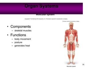 16
Organ Systems
Copyright © The McGraw-Hill Companies, Inc. Permission required for reproduction or display.
Muscular system
• Components
– skeletal muscles
• Functions
– body movement
– posture
– generates heat
 