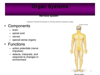 Organ Systems
17
Nervous system
Copyright © The McGraw-Hill Companies, Inc. Permission required for reproduction or display.
• Components
– brain
– spinal cord
– nerves
– special sense organs
• Functions
– action potentials (nerve
impulses)
– detects, interprets, and
responds to changes in
environment
 