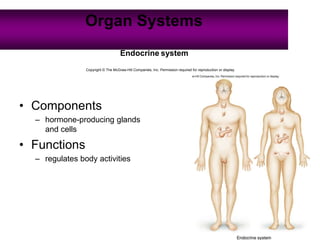 18
Organ Systems
Endocrine system
Copyright © The McGraw-Hill Companies, Inc. Permission required for reproduction or display.
• Components
– hormone-producing glands
and cells
• Functions
– regulates body activities
 