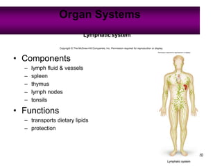 20
Organ Systems
Copyright © The McGraw-Hill Companies, Inc. Permission required for reproduction or display.
Lymphatic system
• Components
– lymph fluid & vessels
– spleen
– thymus
– lymph nodes
– tonsils
• Functions
– transports dietary lipids
– protection
 
