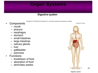 22
Organ Systems
Copyright © The McGraw-Hill Companies, Inc. Permission required for reproduction or display.
Digestive system
• Components
– mouth
– pharynx
– esophagus
– stomach
– small intestines
– large intestines
– salivary glands
– liver
– gallbladder
– pancreas
• Functions
– breakdown of food
– absorption of food
– eliminates wastes
 