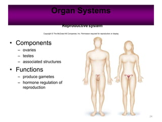 Organ Systems
24
Reproductive system
Copyright © The McGraw-Hill Companies, Inc. Permission required for reproduction or display.
• Components
– ovaries
– testes
– associated structures
• Functions
– produce gametes
– hormone regulation of
reproduction
 