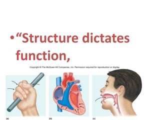 •“Structure dictates
function,
 